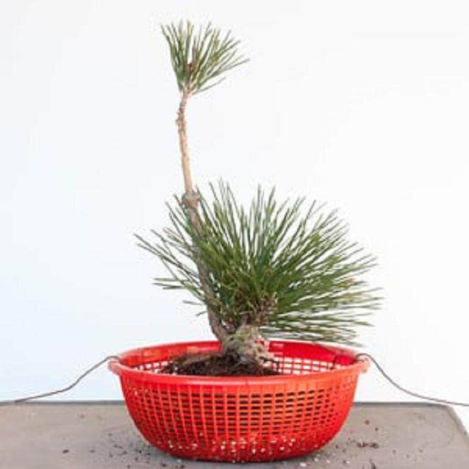 图解 对软木树皮黑松盆景怎么翻盘的过程