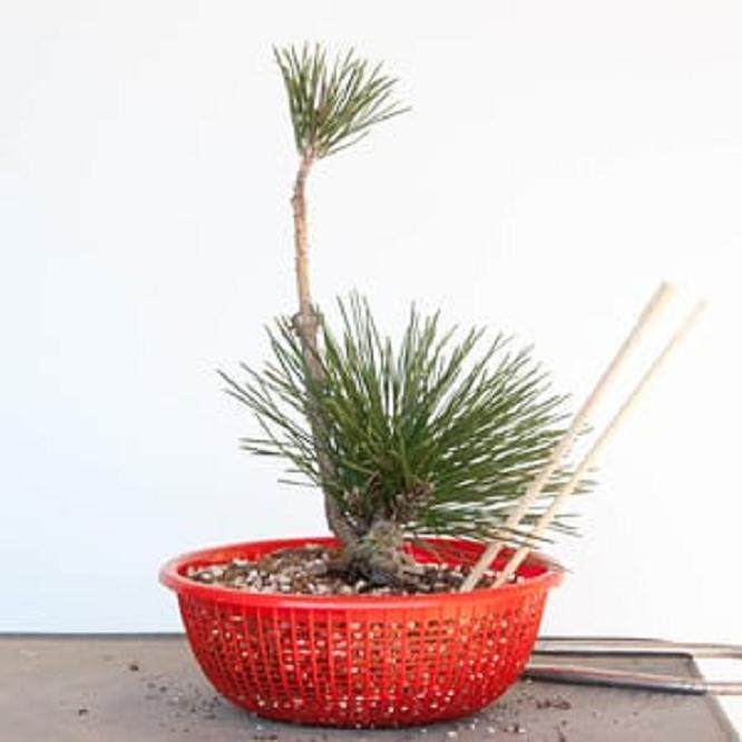 图解 对软木树皮黑松盆景怎么翻盘的过程