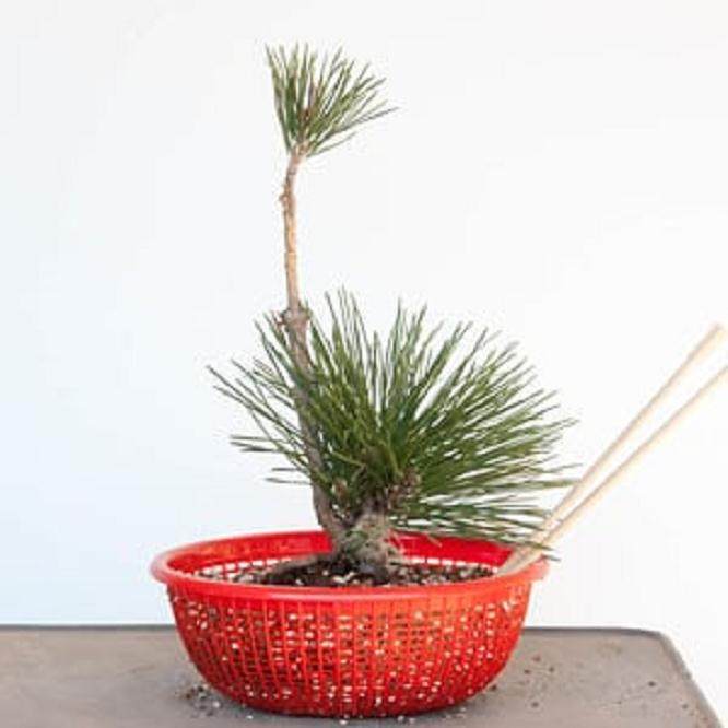 图解 对软木树皮黑松盆景怎么翻盘的过程