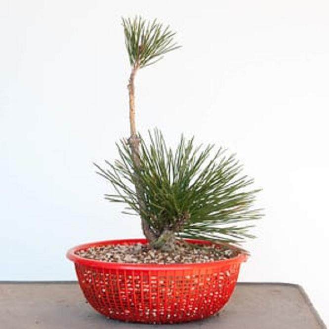 图解 对软木树皮黑松盆景怎么翻盘的过程