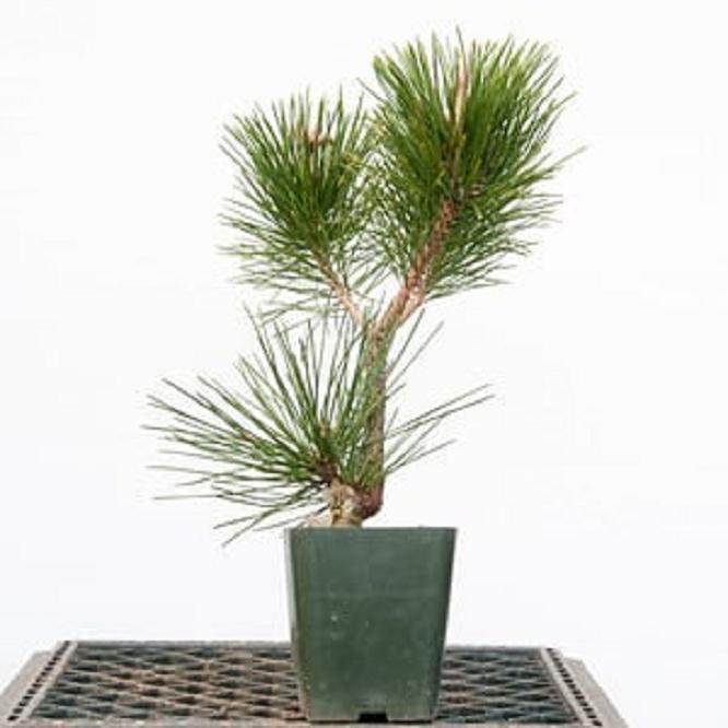 图解 嫁接黑松盆景的过程 - 跟进篇