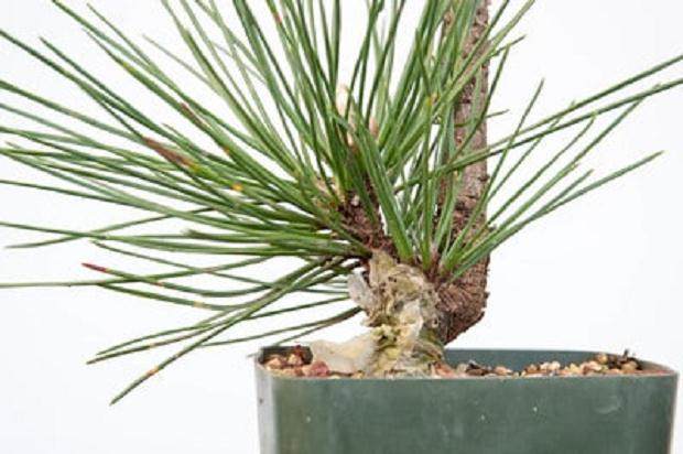 图解 嫁接黑松盆景的过程 - 跟进篇