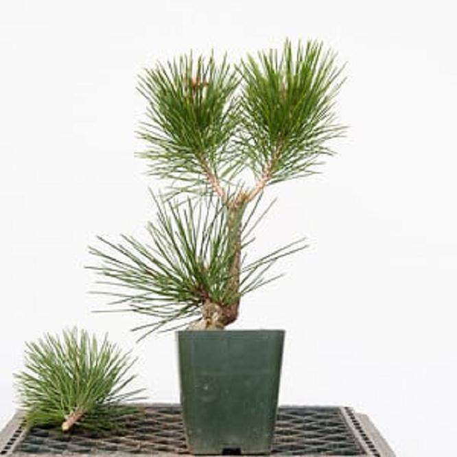 图解 嫁接黑松盆景的过程 - 跟进篇