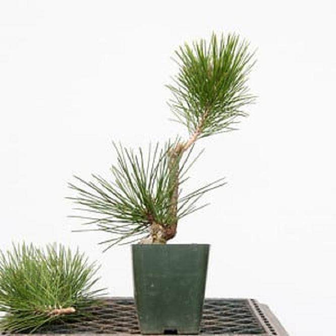 图解 嫁接黑松盆景的过程 - 跟进篇