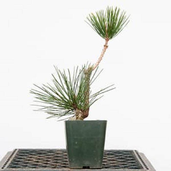 图解 嫁接黑松盆景的过程 - 跟进篇