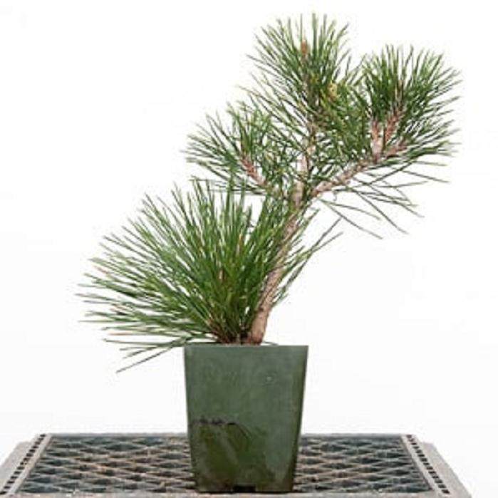 图解 嫁接黑松盆景的过程 - 跟进篇