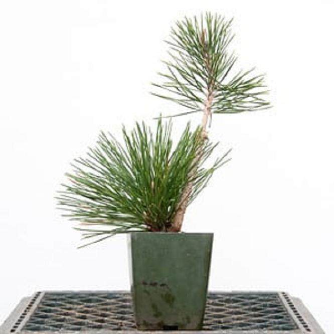 图解 嫁接黑松盆景的过程 - 跟进篇