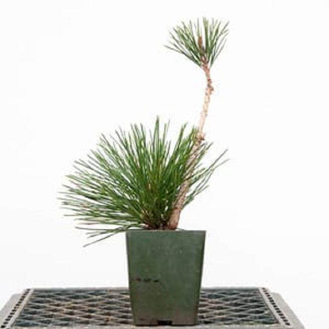 图解 嫁接黑松盆景的过程 - 跟进篇