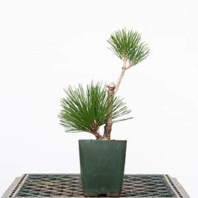 图解 嫁接黑松盆景的过程 - 跟进篇