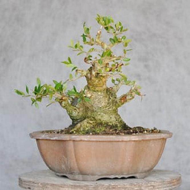 修剪野冬青盆景 - 之前和之后