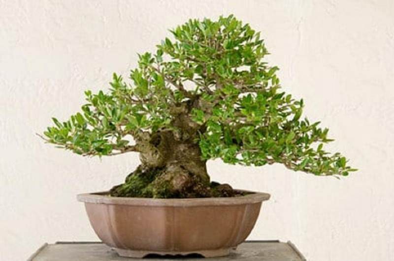 途中有一半 - 2009年1月 2014年9月