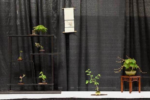 旧金山盆景协会第55届年度展中的微型盆景