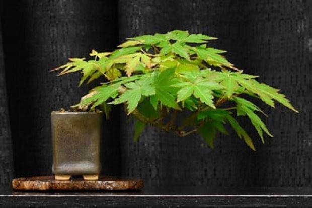 旧金山盆景协会第55届年度展中的微型盆景