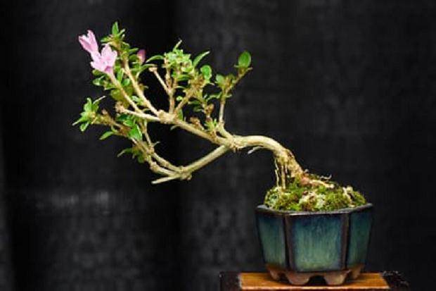 旧金山盆景协会第55届年度展中的微型盆景