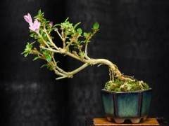 旧金山盆景协会第55届年度展中的微型盆景