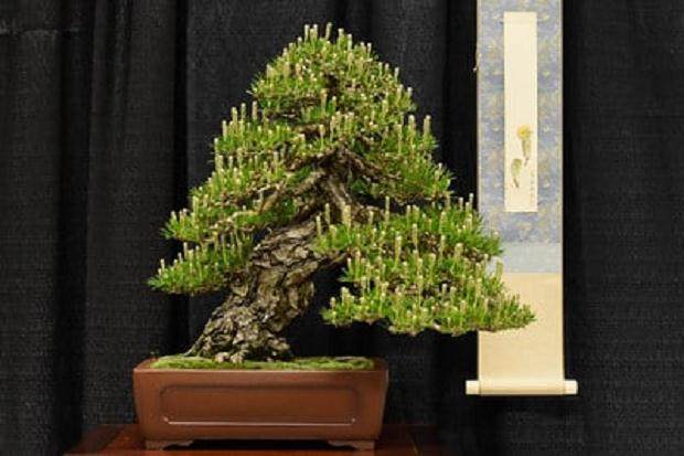 旧金山盆景协会第55届年度展览