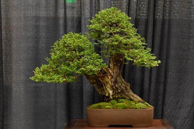 旧金山盆景协会第55届年度展览