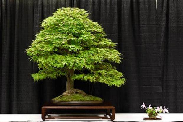 旧金山盆景协会第55届年度展览