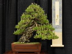 旧金山盆景协会第55届年度展览