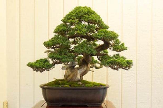 湾区盆景协会举办第34届年度展