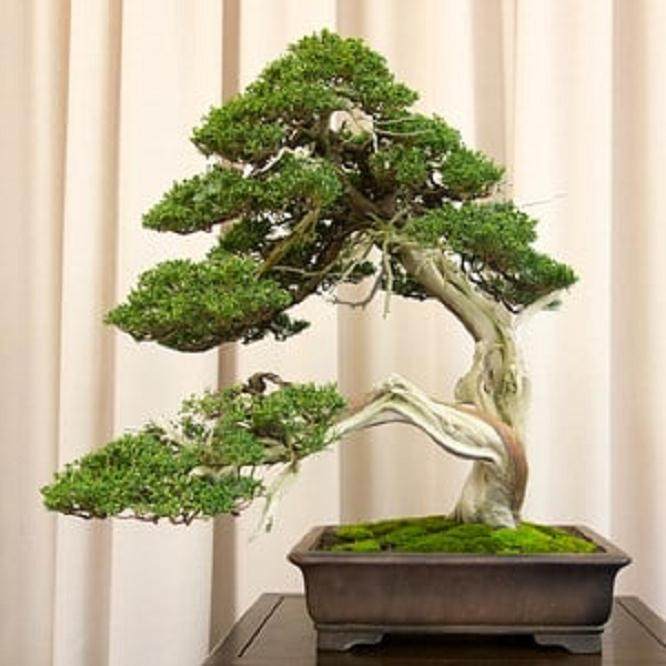 湾区盆景协会举办第34届年度展