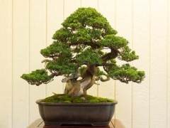 湾区盆景协会举办第34届年度展