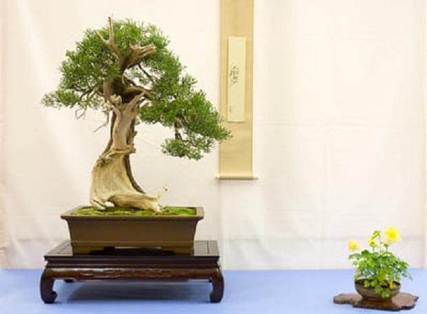 湾区盆景协会第34届年度展览