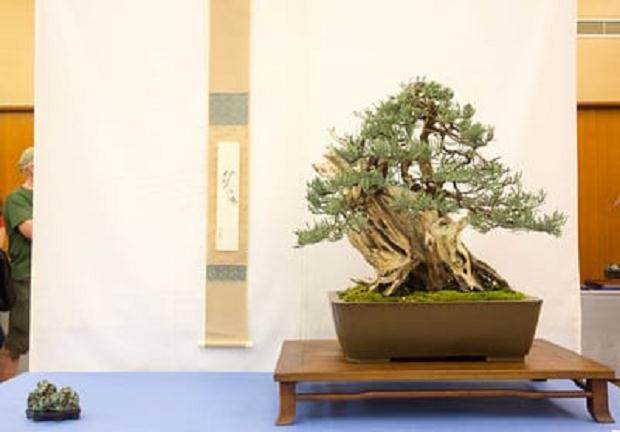 湾区盆景协会第34届年度展览