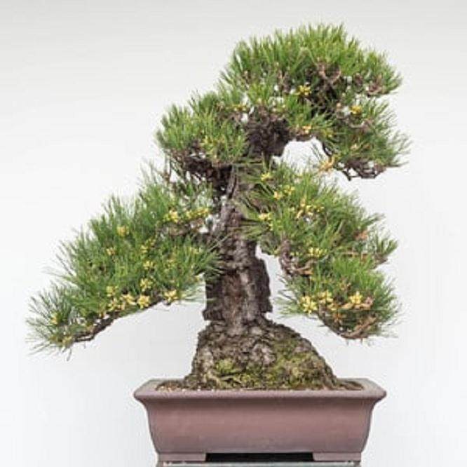 为什么要提早给盆景施肥 图片