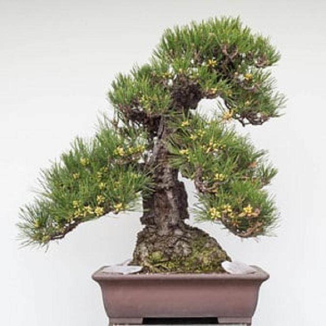 为什么要提早给盆景施肥 图片