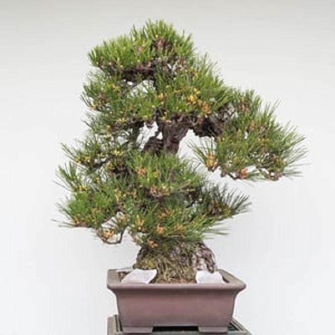 为什么要提早给盆景施肥 图片