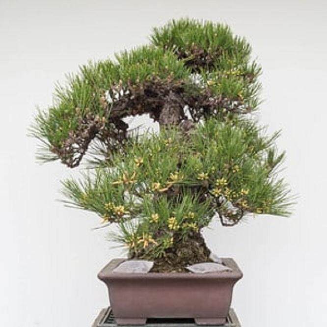 为什么要提早给盆景施肥 图片