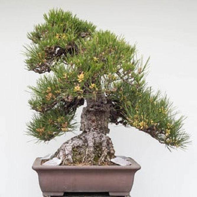 为什么要提早给盆景施肥 图片