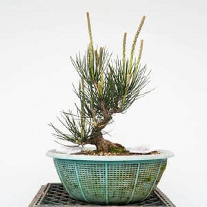 11岁的黑松盆景