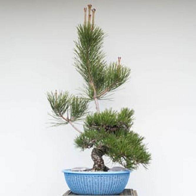 21岁的黑松盆景