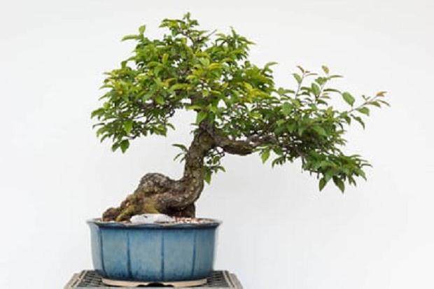 为什么要提早给盆景施肥?