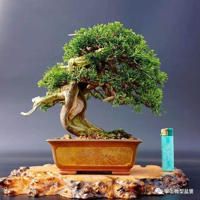 盆景枝干的增粗办法