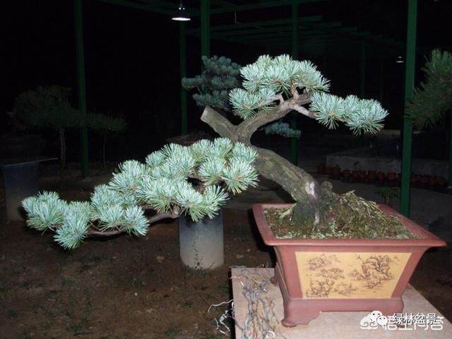 玩盆景的人玩的到底是一种什么样的心情?