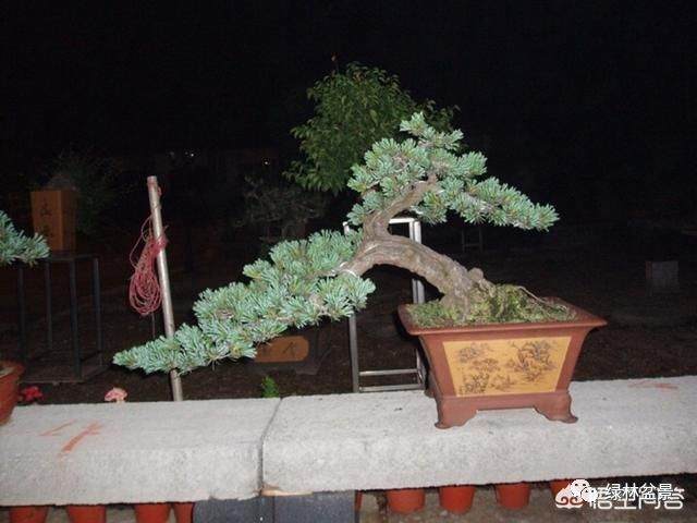 玩盆景的人玩的到底是一种什么样的心情