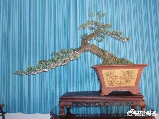 玩盆景的人玩的到底是一种什么样的心情