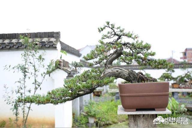 玩盆景的人玩的到底是一种什么样的心情