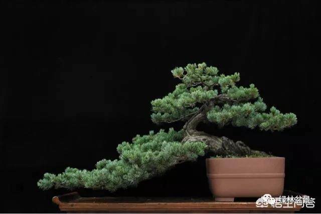 玩盆景的人玩的到底是一种什么样的心情