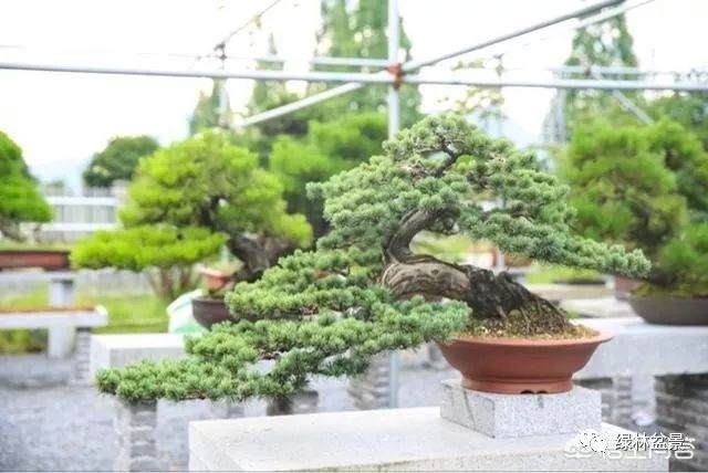 玩盆景的人玩的到底是一种什么样的心情