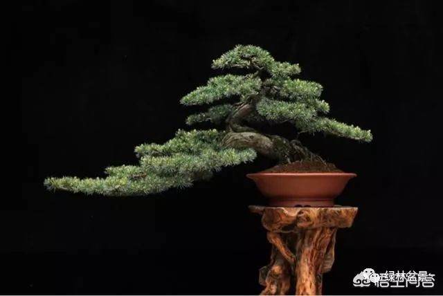 玩盆景的人玩的到底是一种什么样的心情