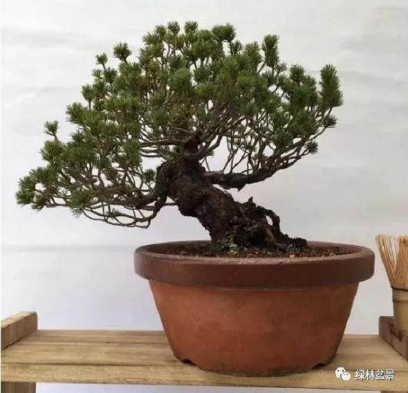 五针松盆景的知识与养护