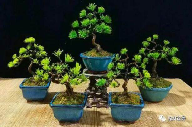 五针松盆景怎么养护的4个知识 图片