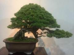 松柏老桩盆景的蟠扎金属丝和移栽换盆