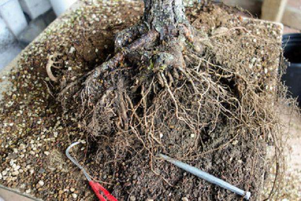 图解 老外对苗圃黑松盆景的翻盘工作