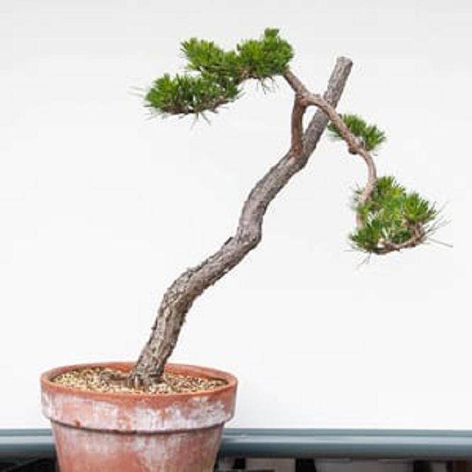 图解 老外对苗圃黑松盆景的翻盘工作