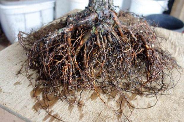 图解 老外对苗圃黑松盆景的翻盘工作